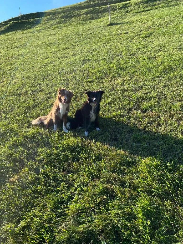 Unsere Hunde